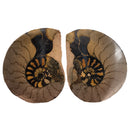 Ironized Ammonite - Fossil