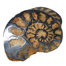 Ironized Ammonite - Fossil