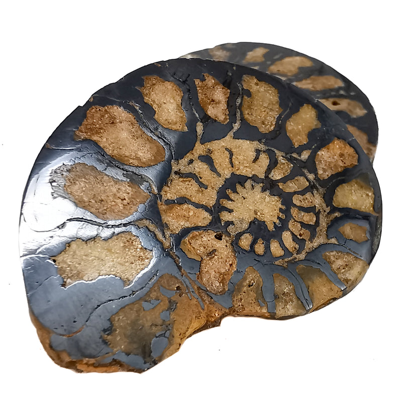 铁化菊石 - 化石