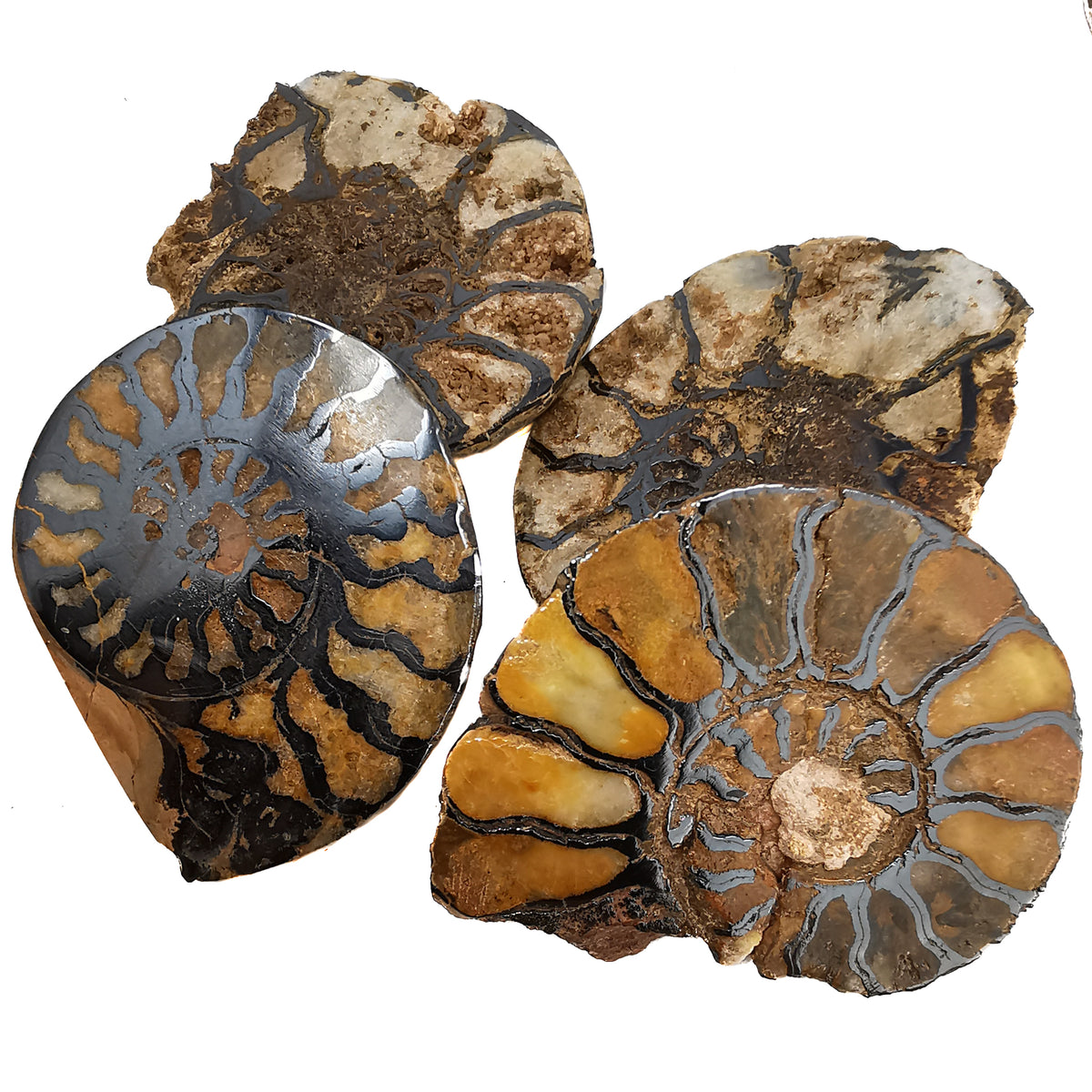 Ironized Ammonite fossil from Oujda, Morocco.