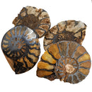 Ironized Ammonite - Fossil