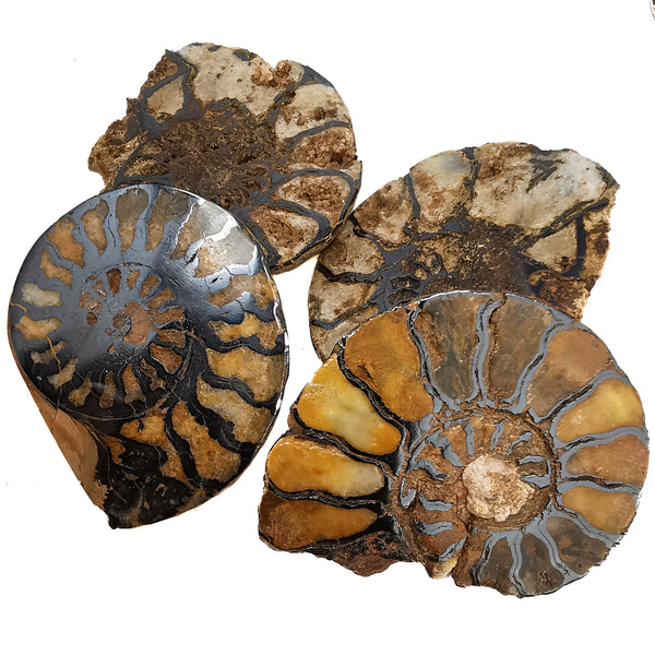 IronReplaced-Ammonite-