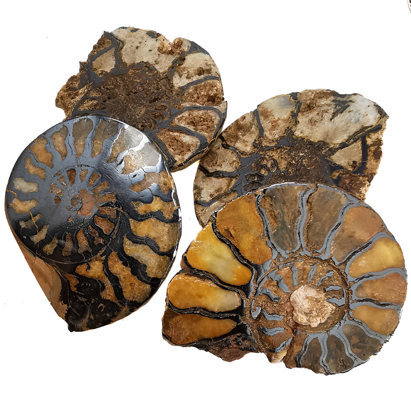 铁化菊石 - 化石