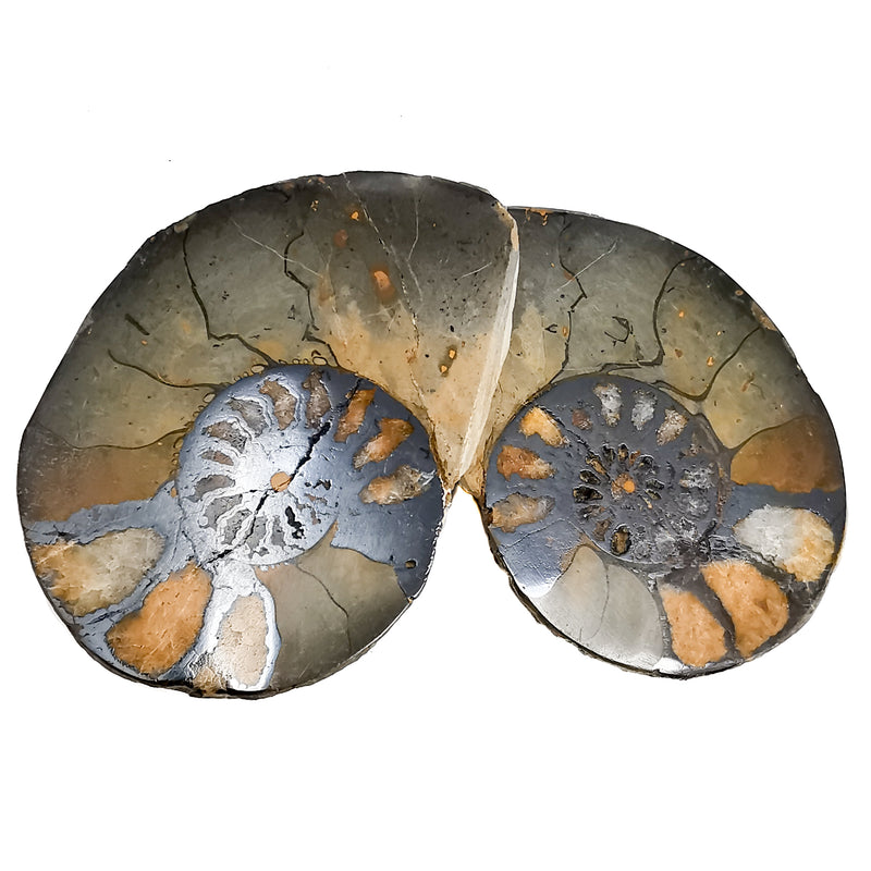 Ironized Ammonite - Fossil
