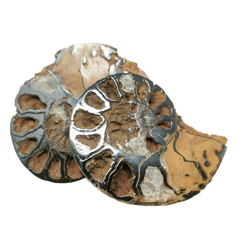 鐵化菊石 - 化石