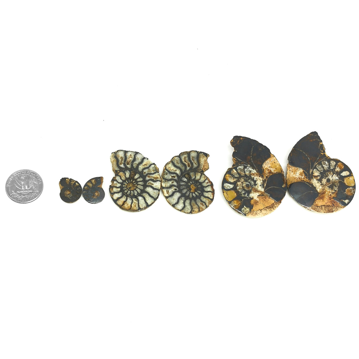 铁化菊石- 化石