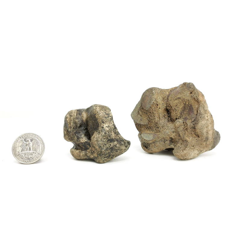Bison Carpal (Toe Bone) - Fossil