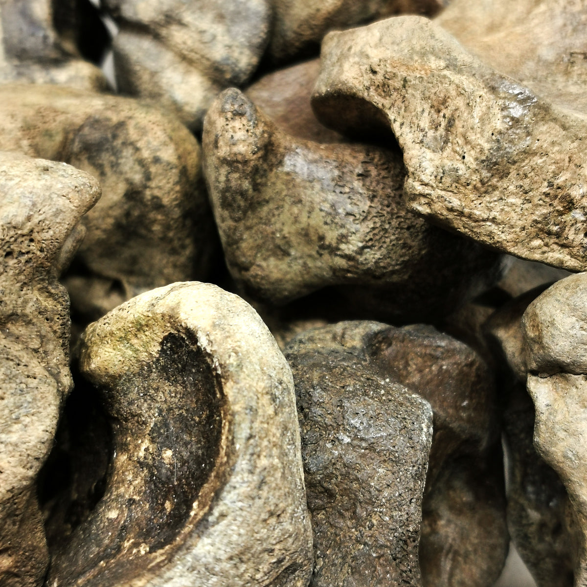 Bison Carpal (Toe Bone) fossil from Kentucky, USA.