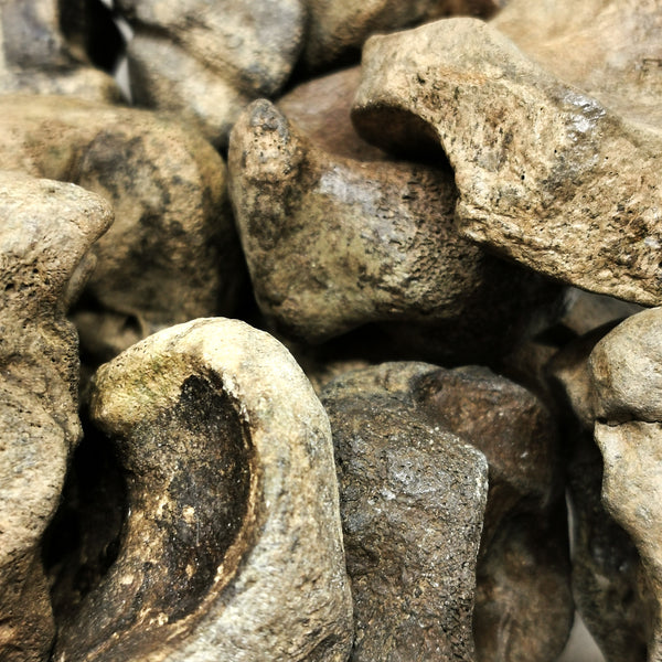 野牛腕骨（趾骨）- 化石