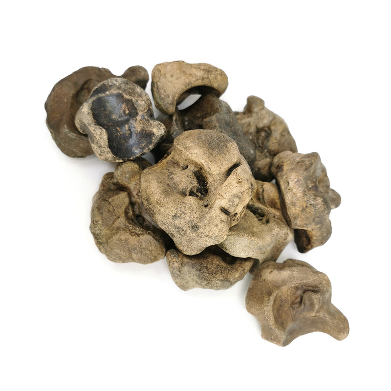 Bison Carpal (Toe Bone) - Fossil