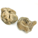 Bison Carpal (Toe Bone) - Fossil