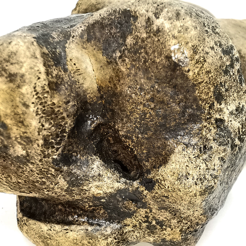野牛腕骨（趾骨）- 化石