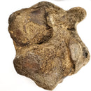 Bison Carpal (Toe Bone) - Fossil