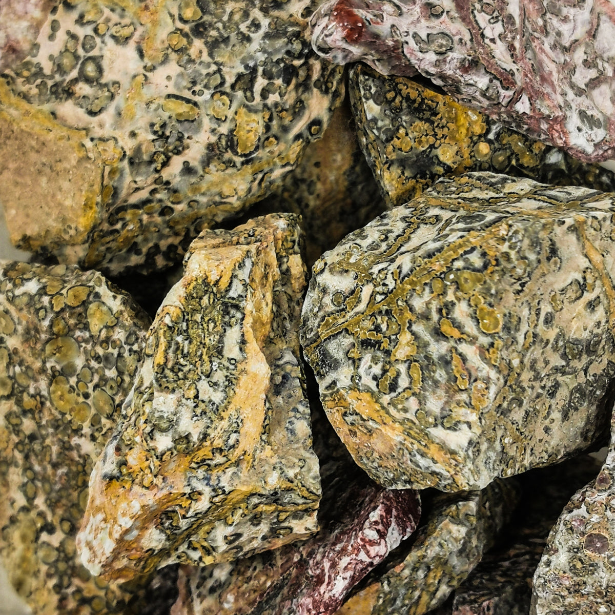Leopard Skin Jasper rough.