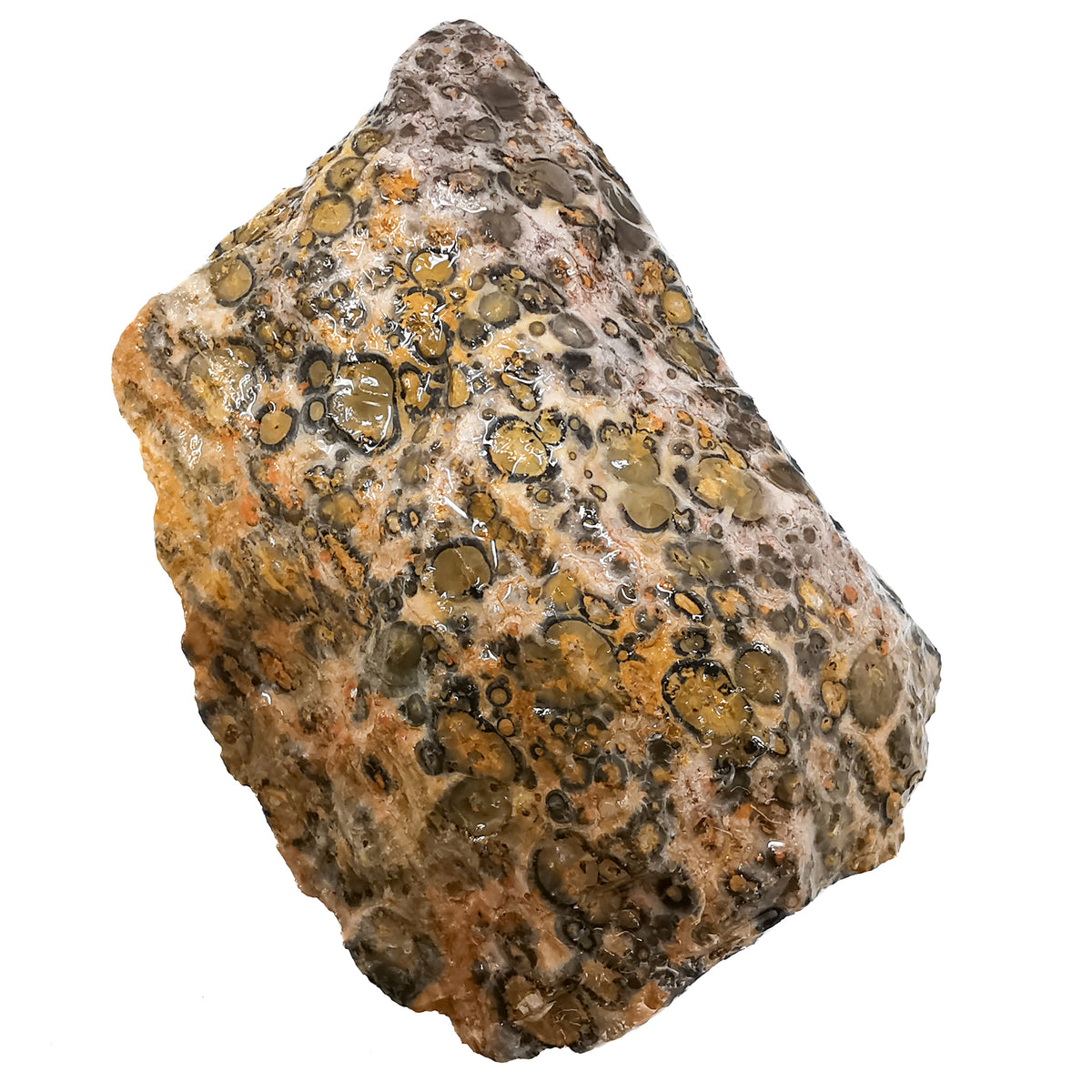 Leopard Skin Jasper rough.