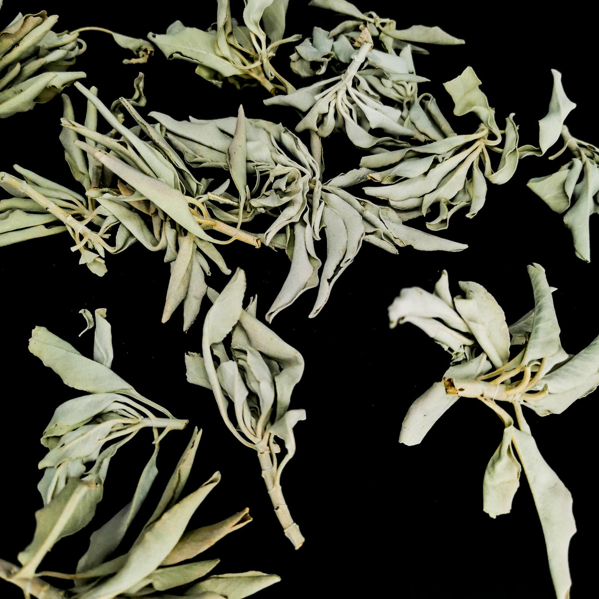 White Sage Loose incense.