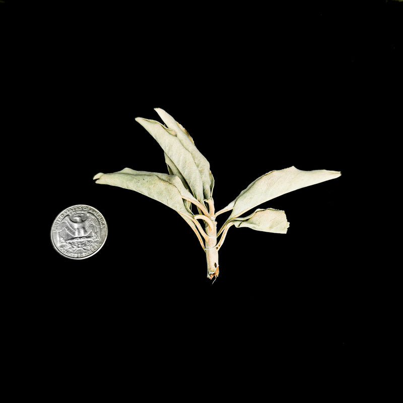 White Sage Loose - Incense