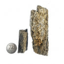 猛犸象骨头碎片 - 化石