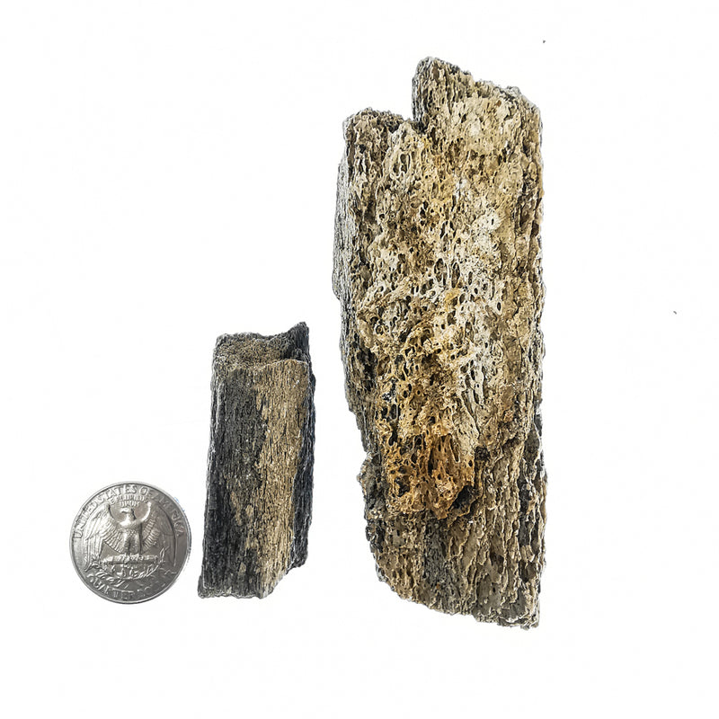 猛犸象骨头碎片 - 化石
