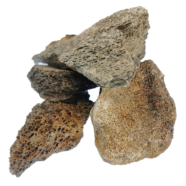 猛獁象骨頭碎片 - 化石
