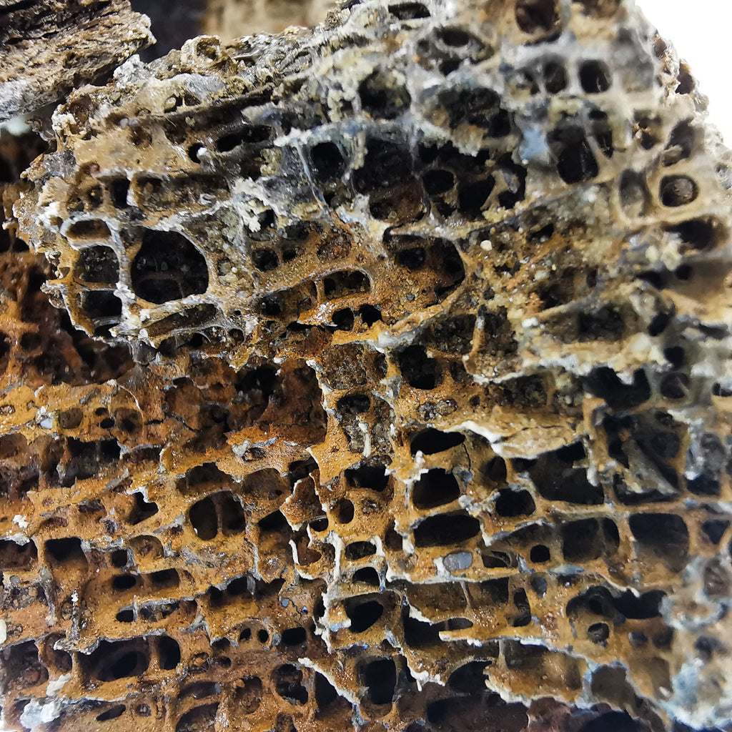 Mammoth bone shards fossil from the Southern North Sea (Doggerland), trawled by Dutch fishing boats.