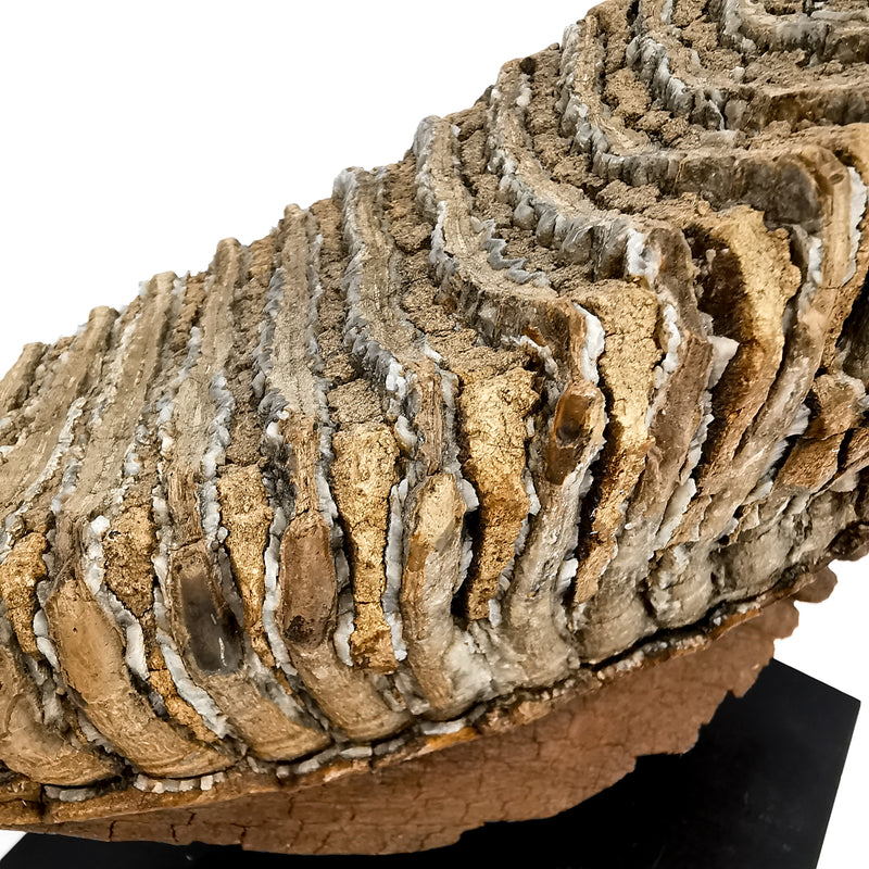 Mammoth Tooth - Specimen Fossil