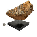 猛犸象牙齿 - 化石标本