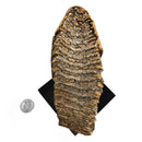 猛犸象牙齿 - 化石标本