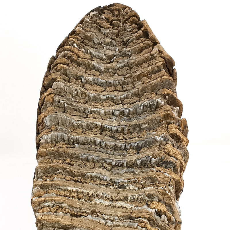 Mammoth Tooth - Specimen Fossil