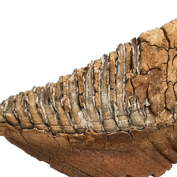 猛獁象牙齒 - 化石標本
