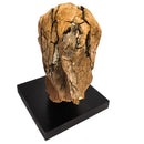 猛犸象牙齿 - 化石标本