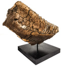 猛犸象牙齿 - 化石标本