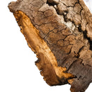 猛犸象牙齿 - 化石标本