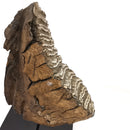 Mammoth Tooth - Fossil Specimen