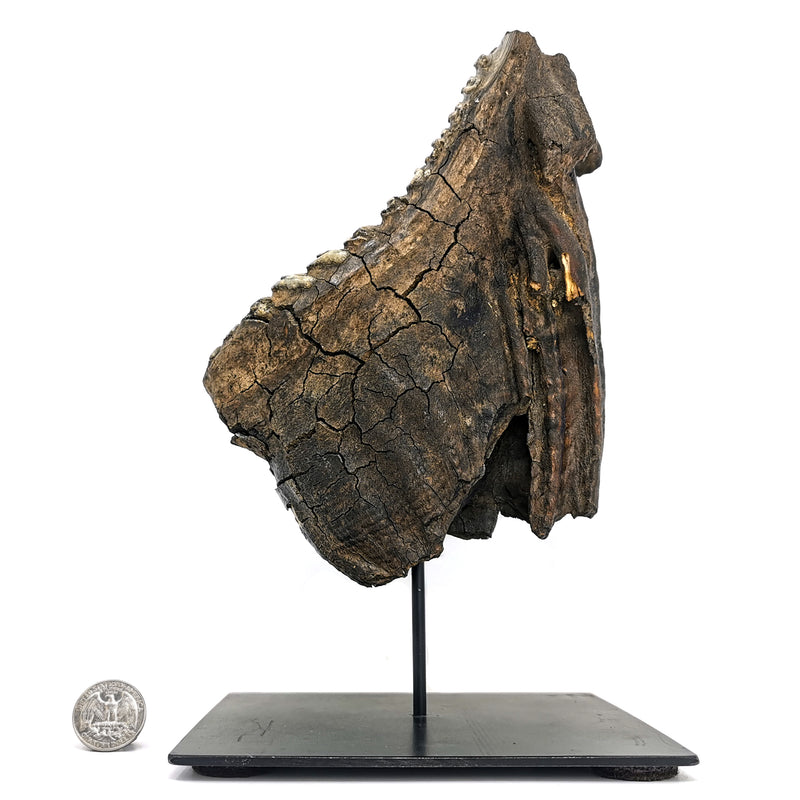 Mammoth Tooth - Fossil Specimen