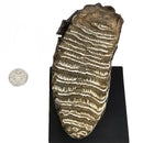 Mammoth Tooth - Fossil Specimen