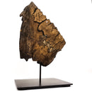 Mammoth Tooth - Fossil Specimen