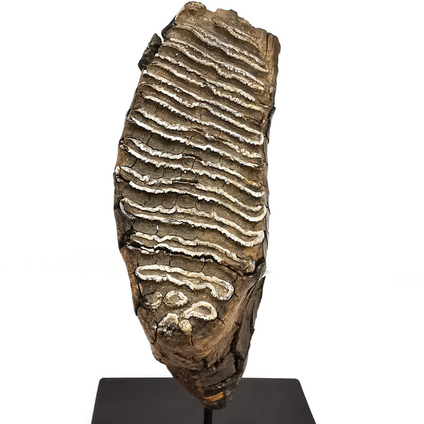 猛犸象牙齿 - 化石标本