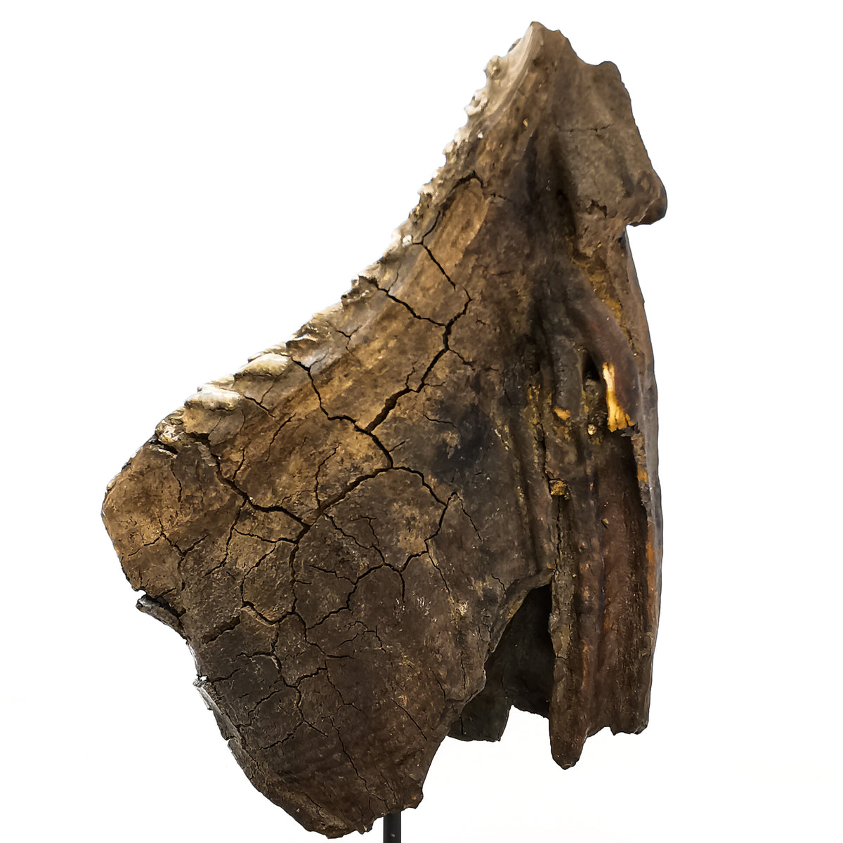 Mammoth Tooth fossil specimen from Alaska, USA.