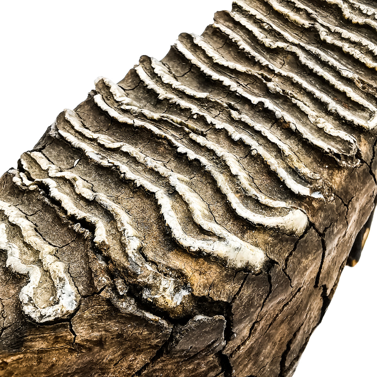 【昊】本象牙 一本牙 全長75.0cm 重量6.20kg 登録票[DK37Oi] 本象牙 磨き牙 6.5kg 限定１ー 三宝堂オンラインショップ