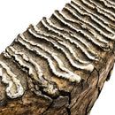 Mammoth Tooth - Fossil Specimen