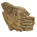 Mammoth Tooth (Partial) - Fossil