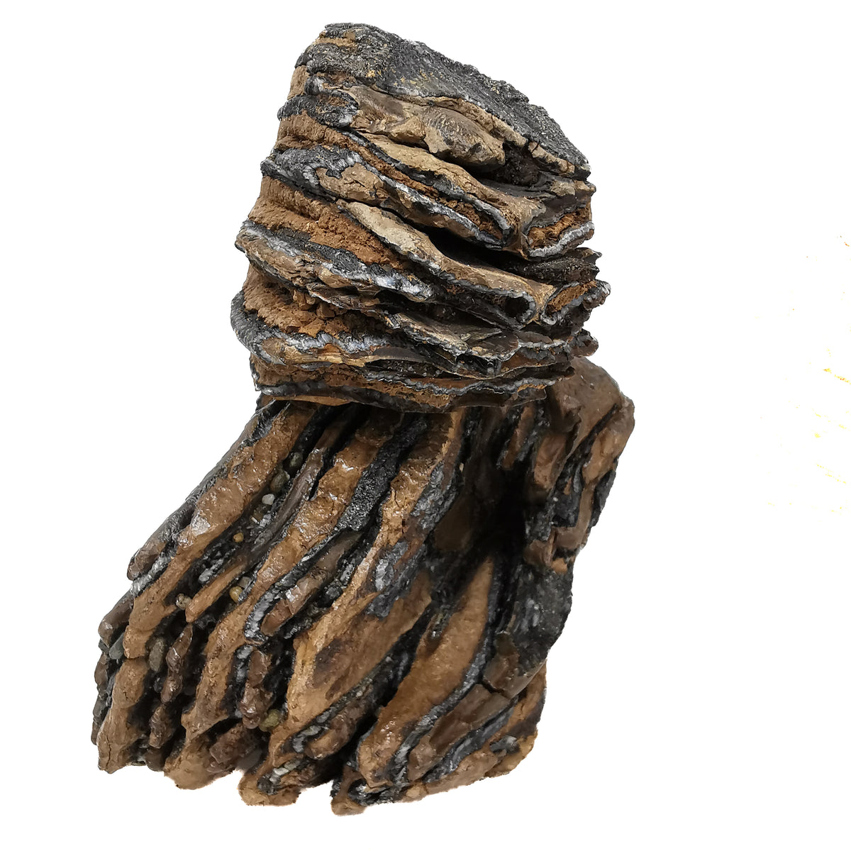 Mammoth Tooth (Partial) fossil from San River, Poland.