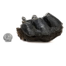 Mastodon Partial Tooth - Fossil Specimen