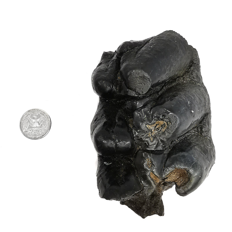 Mastodon Partial Tooth - Fossil Specimen