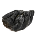 Mastodon Partial Tooth - Fossil Specimen