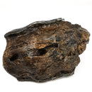 Mastodon Partial Tooth - Fossil Specimen