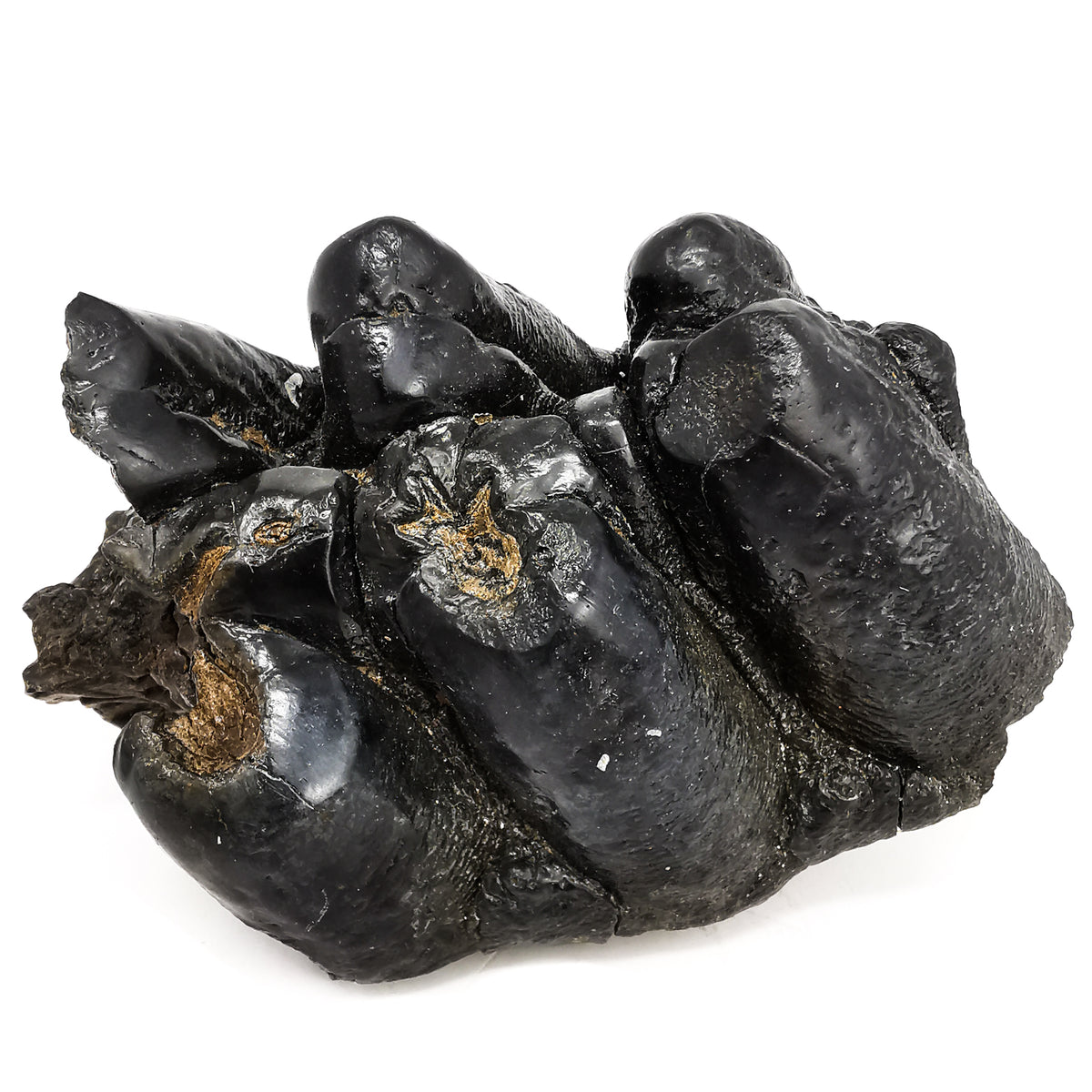 Mastodon partial tooth, Florida: tooth crown with cusps