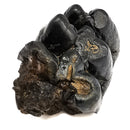 Mastodon Partial Tooth - Fossil Specimen