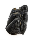 Mastodon Partial Tooth - Fossil Specimen